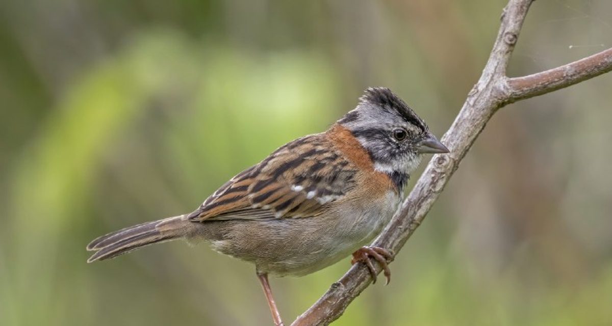 Воробей подхватил песню, восстановленную учеными по записям 1960-х годов