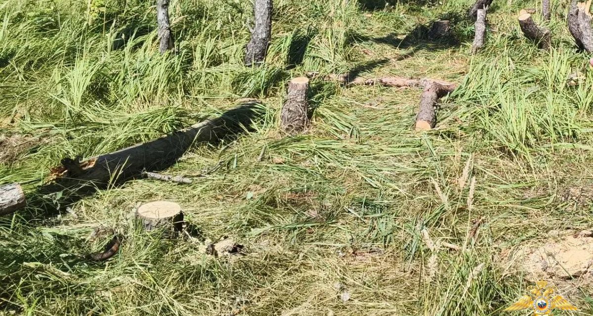 Житель Майнского района подозревается в незаконной порубке 11 сосен